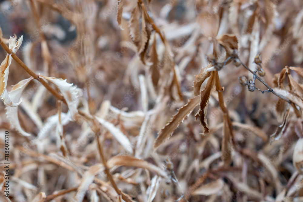 Fototapeta premium Penstemon grinnellii,Grinnell's beardtongue, San Gabriel Mountains, Los Angeles County, California. Angeles National Forest / San Gabriel Mountains National Monument. Mount Wilson.