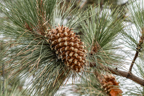 Coulter pine (Pinus coulteri), or big-cone pine, San Gabriel Mountains, Los Angeles County, California. Angeles National Forest / San Gabriel Mountains National Monument. Mount Wilson.

 photo