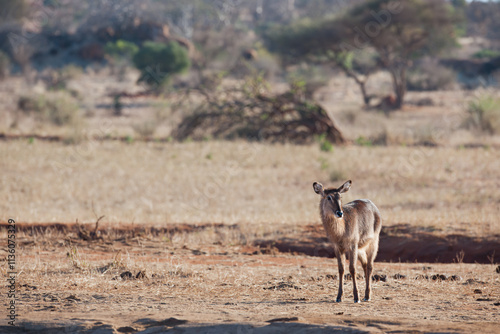 Waterbock in the Savannah of Africa photo