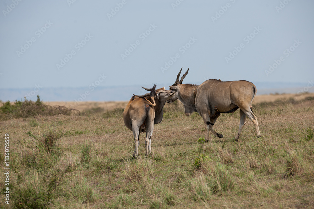 Elenantelope in the savannah of Africa