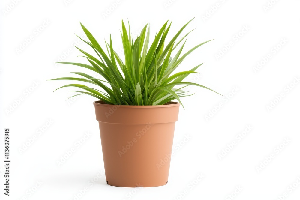 Clean mock up of a beautiful plant pot isolated on a white background showcasing greenery Clean mock up of a beautiful plant pot isolated on a white background showcasing greenery