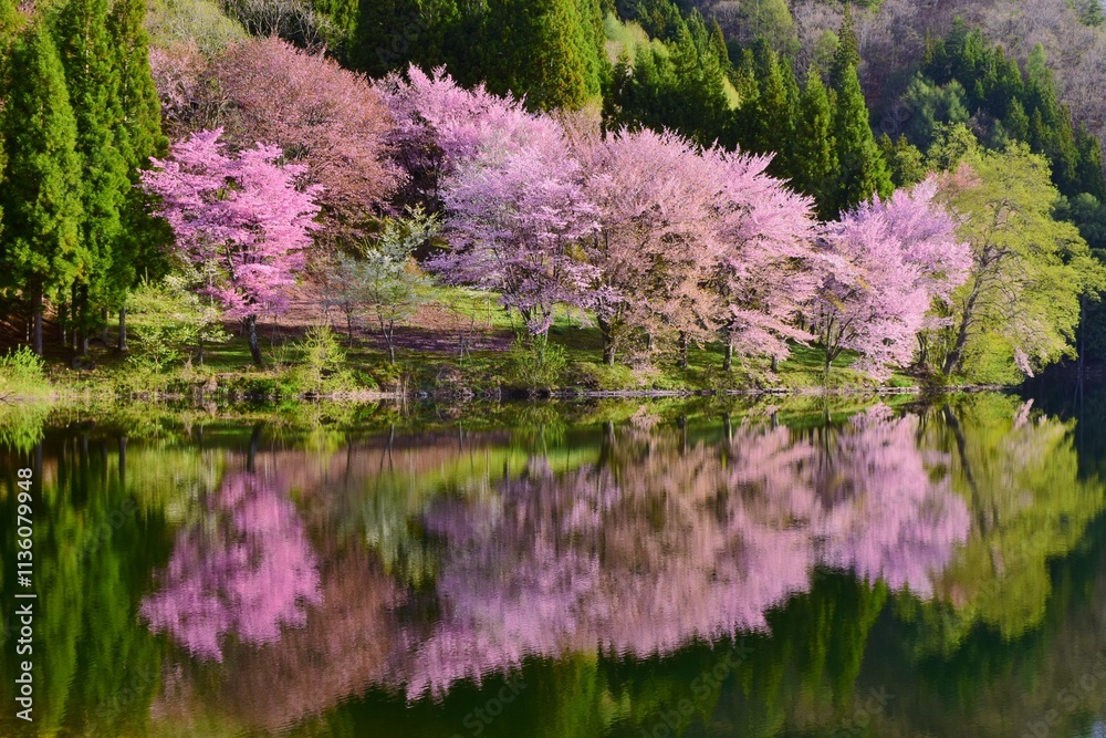 中綱湖 幻想的な桜風景 中綱湖 幻想的な桜風景
