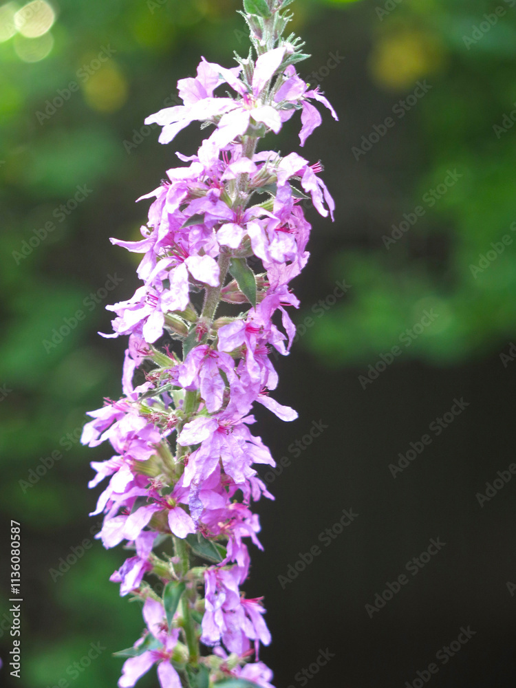 pink derbennik (Lythrum salicaria) blooms in summer pink derbennik (Lythrum salicaria) blooms in summer