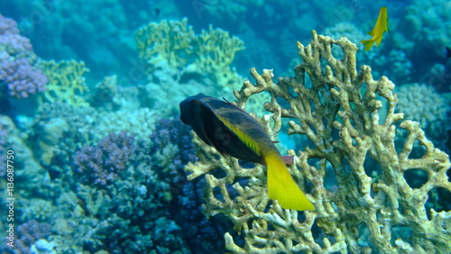 Rusty parrotfish (Scarus ferrugineus) and reticulated fire coral (Millepora dichotoma) undersea, Red Sea, Egypt, Sharm El Sheikh, Montazah Bay photo