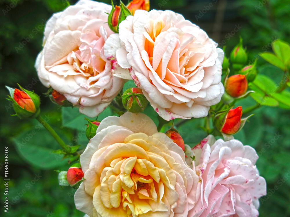 delicate pink roses bloom on the bush delicate pink roses bloom on the bush