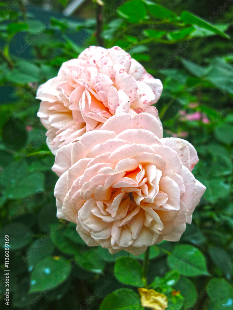 delicate pink roses bloom on the bush delicate pink roses bloom on the bush
