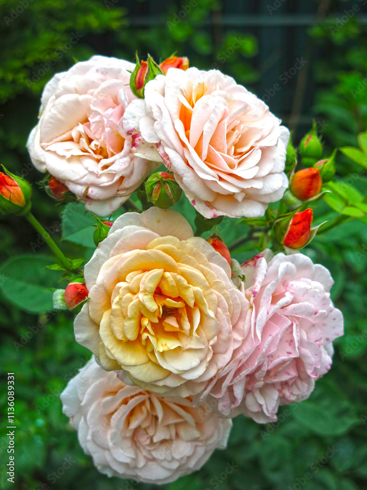 delicate pink roses bloom on the bush delicate pink roses bloom on the bush