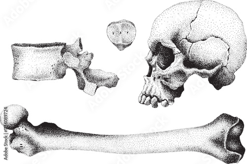 Hand Drawn Skull, Spine, Femur and Kneecap Stippling / Pointillism Style