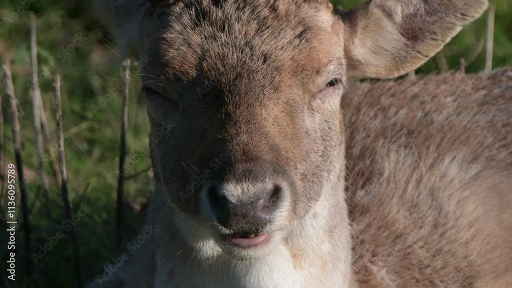 Fallow Deer (Dama dama) buck (male) chewing the cud / ruminating. December, Kent, UK. Fallow Deer (Dama dama) buck (male) chewing the cud / ruminating. December, Kent, UK.