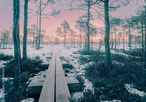 Frosty sunrise in the bog . A frost covered ground and hiking trail in a pine forest, the sky with bright sunrise colors in the background.
