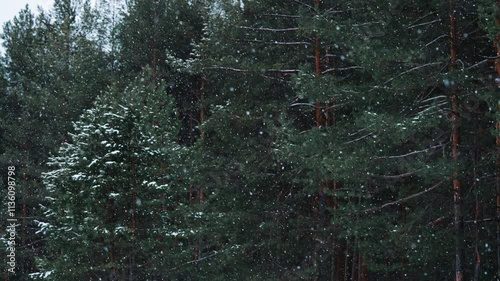 Snow gently falls on the lush pine trees in winter forest, creating a picturesque scene filled with tranquility and the beauty of nature during the cold season