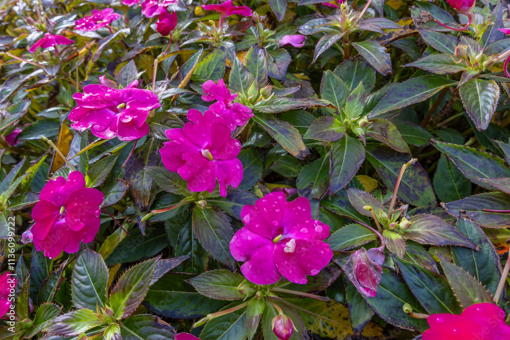 Impatiens walleriana (Glass Beauty) flower with water droplets after rain.