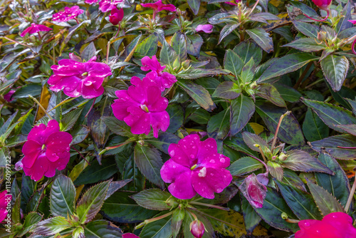 Obraz na płótnie Impatiens walleriana (Glass Beauty) flower with water droplets after rain. w salonie