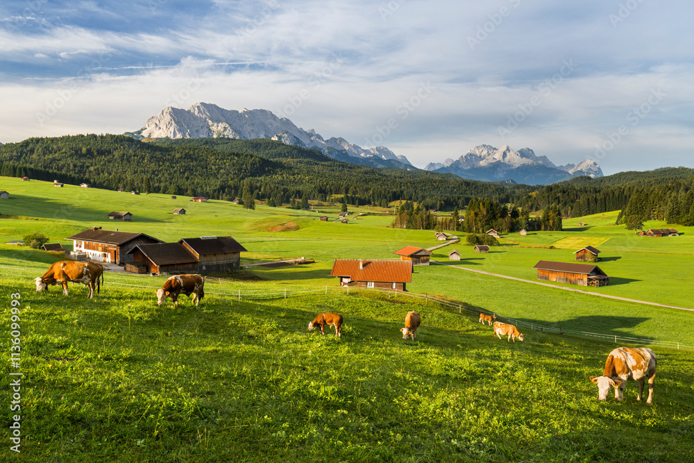 Kühe, Buckelwiesen, Krün, Wettersteingebirge, Mittenwald, Bayern, Deutschland Kühe, Buckelwiesen, Krün, Wettersteingebirge, Mittenwald, Bayern, Deutschland