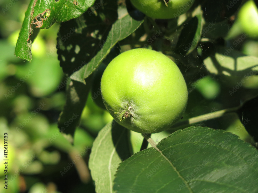 apples ripen on branches in the garden apples ripen on branches in the garden