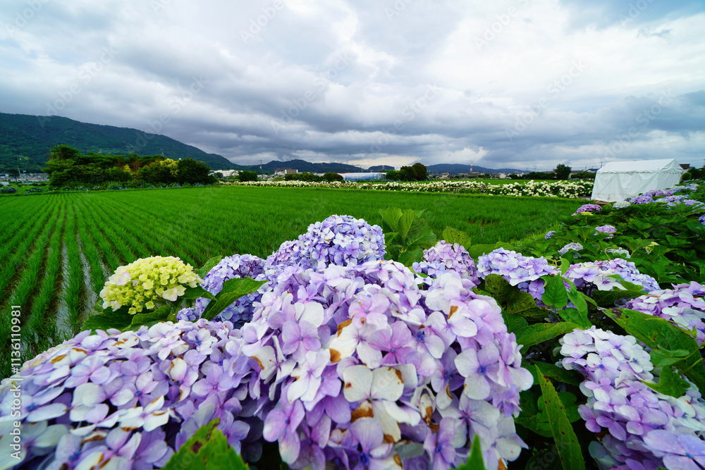 雨上がりに咲くあじさいと緑豊かな田園