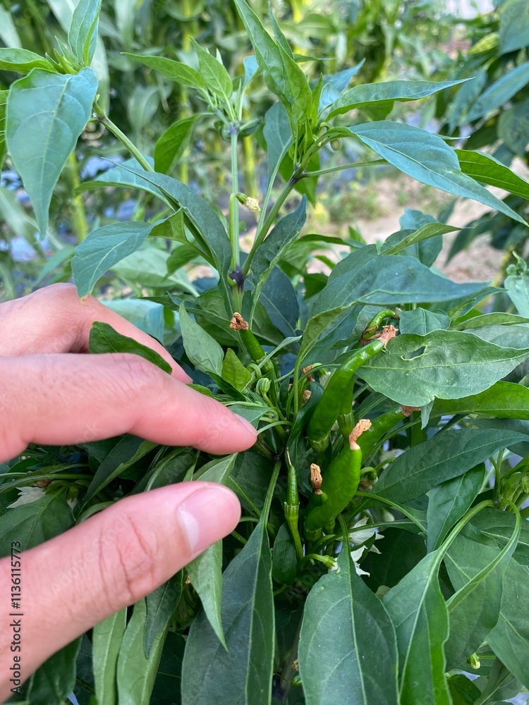 Pepper is a versatile vegetable that comes in various colors, shapes, and flavors, ranging from sweet bell peppers to hot chili peppers. Pepper is a versatile vegetable that comes in various colors, shapes, and flavors, ranging from sweet bell peppers to hot chili peppers.
