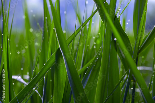 Droplets of dew on fresh green grass. juicy grass in dew drops. dew in the morning on green grass. Lush lush green grass in the meadow with water drops after rain in the morning light. selective focus