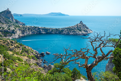 Dramatic view with old dry tree on Cape Kapchik and Black Sea. Crimean Peninsula. Russia