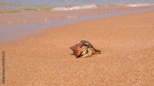 Hermit crab on the sandy seashore running to the water