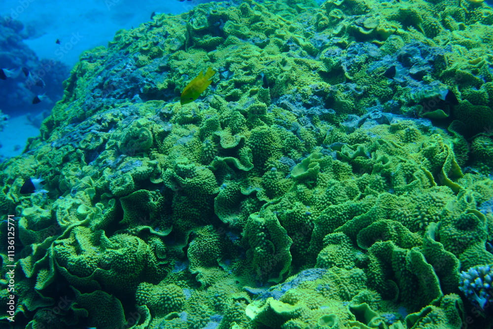 Obraz premium Potatochip coral or disc coral (Turbinaria reniformis) undersea, Red Sea, Egypt, Sharm El Sheikh, Montazah Bay