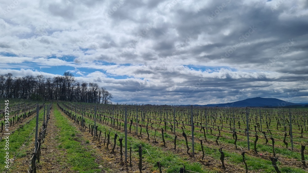 Fototapeta premium winnica wczesną wiosna i niebieskie niebo