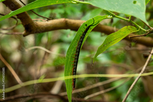 centipedes in nature