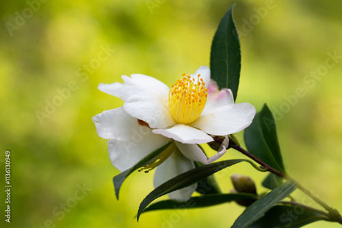 Autumn Flowering Camellia sasanqua 'Plantation Pink' Evergreen Shrub. The leaves and fruits of this camellia contain a large amount of essential oils, which are used for the manufacture of perfumes