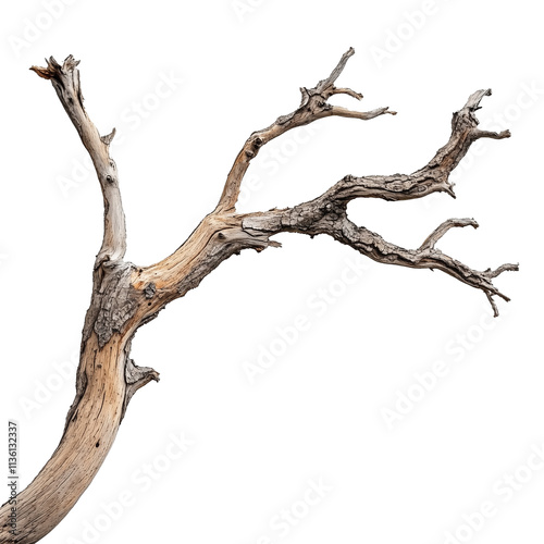 Dead dry tree branch isolated on white with clipping path