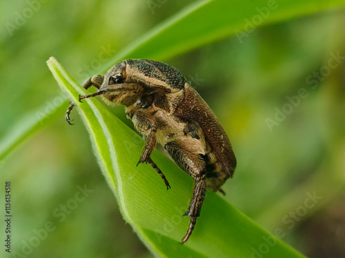 Close-up of a brown beetle with intricate patterns on its body, perched on a green leaf