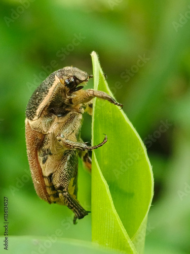 Close-up of a brown beetle with intricate patterns on its body, perched on a green leaf