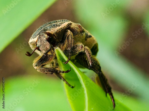 Close-up of a brown beetle with intricate patterns on its body, perched on a green leaf