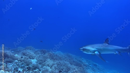 Wallpaper Mural Thresher shark 12 Torontodigital.ca