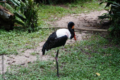 Saddle-billed Stork (Ephippiorhynchus senegalensis) is a striking and elegant wading bird found in sub-Saharan Africa. Known for its distinctive black-and-white plumage and colorful bill, photo