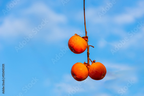 Ripe persimmons photographed against a blue late autumn sky.