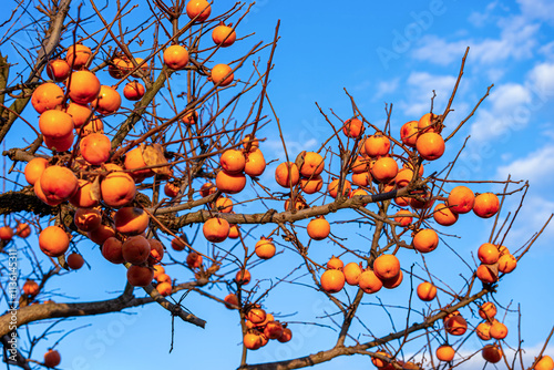 Ripe persimmons photographed against a blue late autumn sky.
