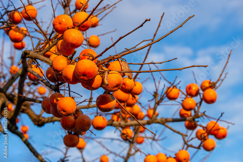 Ripe persimmons photographed against a blue late autumn sky.