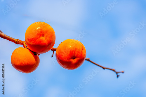 Ripe persimmons photographed against a blue late autumn sky.