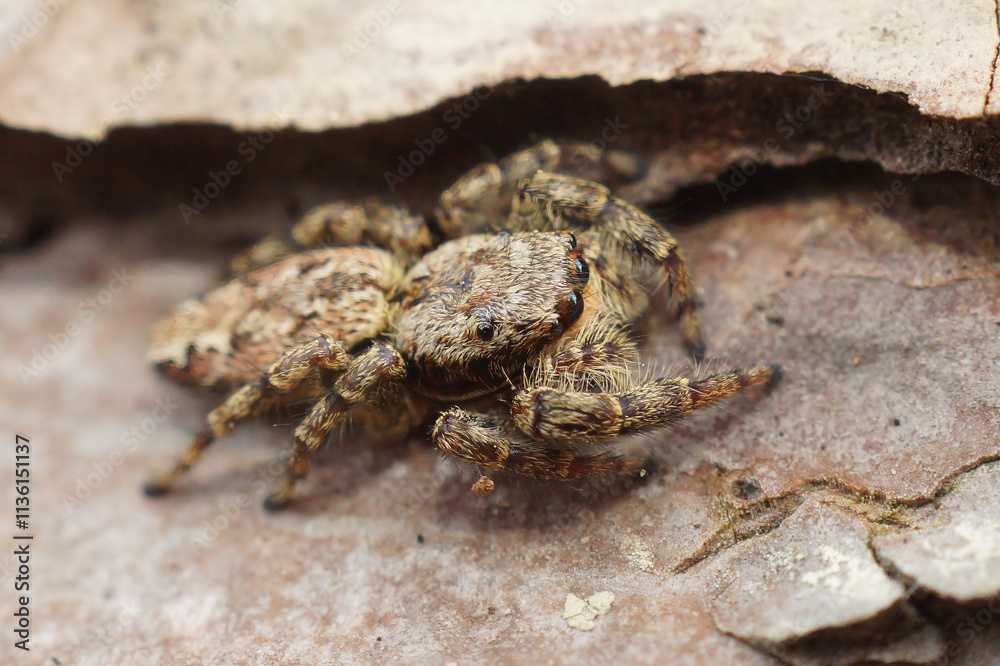 Fototapeta premium Close-up of a camouflaged Marpissa muscosa, Fencepost jumping spider on a rough, brown surface.