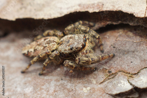 Close-up of a camouflaged Marpissa muscosa, Fencepost jumping spider on a rough, brown surface. photo