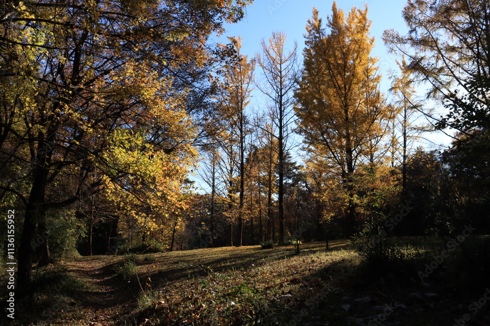 Fototapeta premium 国営武蔵丘陵森林公園