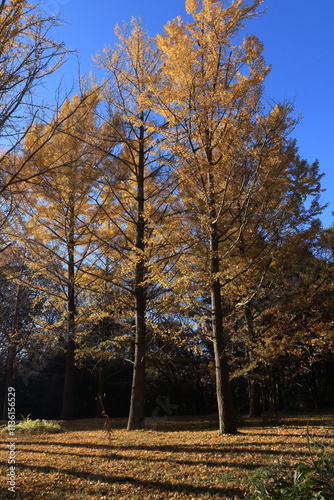 国営武蔵丘陵森林公園