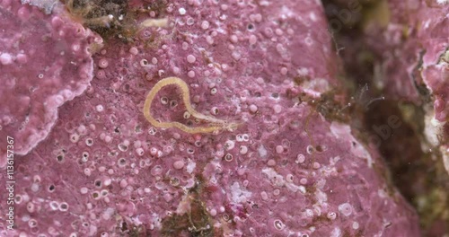 Worm Polychaeta, family Syllidae close-up. White Sea photo