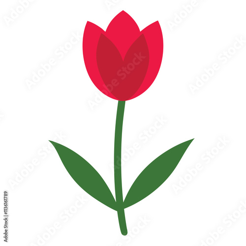 red tulip on white background
