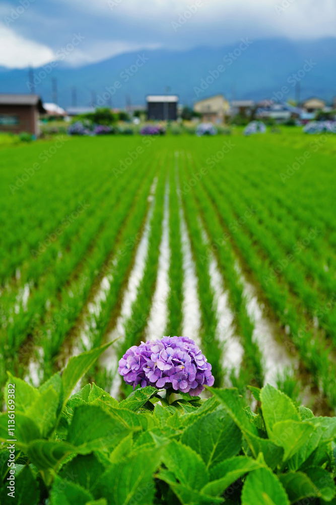 雨上がりに咲くあじさいと緑豊かな田園