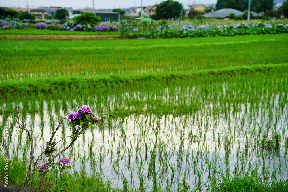 雨上がりに咲くあじさいと緑豊かな田園