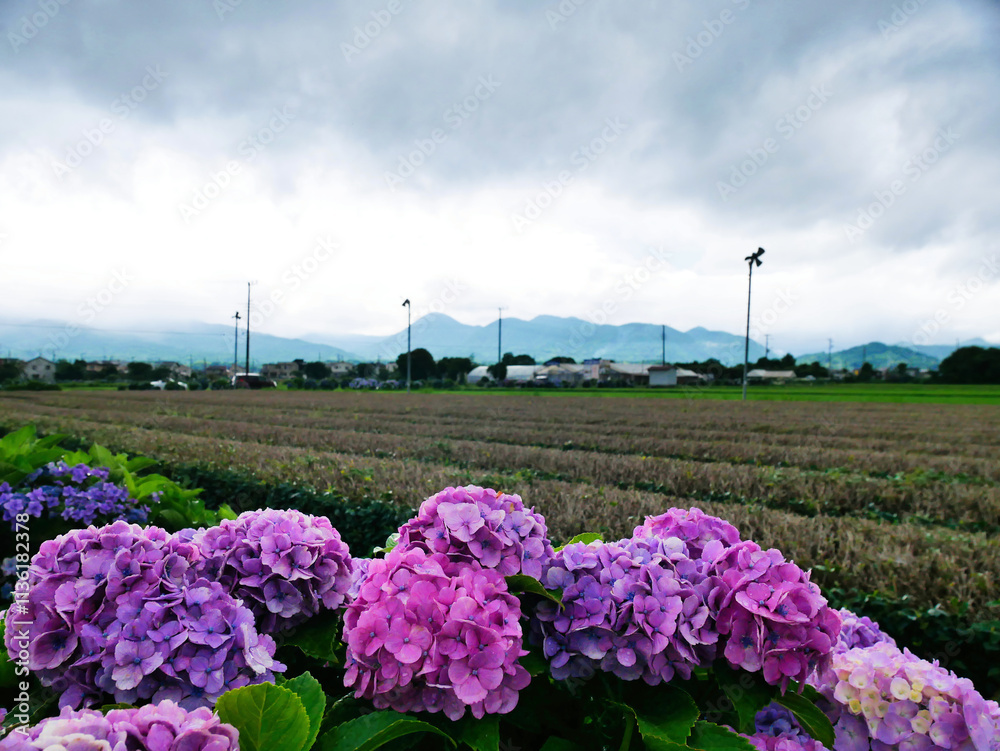 雨上がりに咲くあじさいと緑豊かな田園