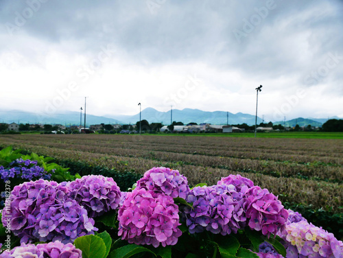 雨上がりに咲くあじさいと緑豊かな田園