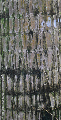 Beautiful close-up of the bark of hyophorbe lagenicaulis photo