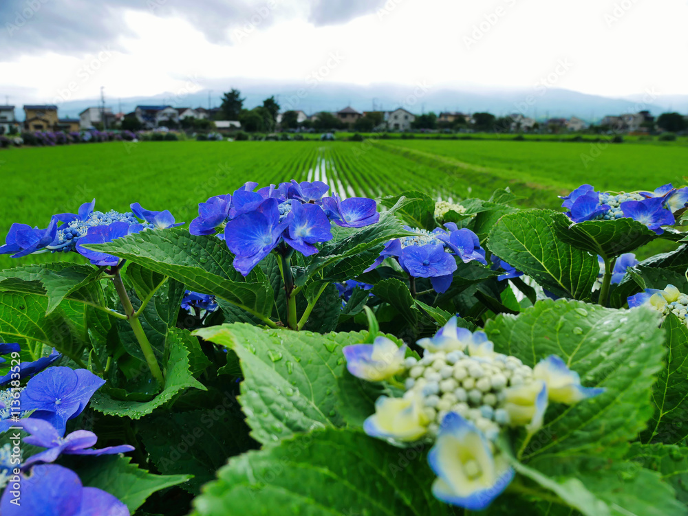 雨上がりに咲くあじさいと緑豊かな田園
